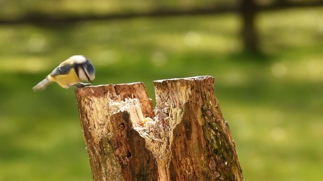 Blue Tit pecking at food in tree stump