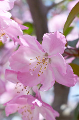 ハナカイドウの花