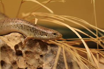 Blauzungenskink in Nahaufnahme