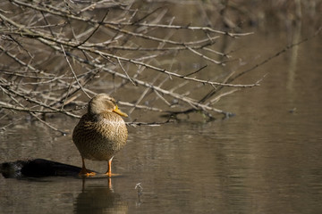 Stockente