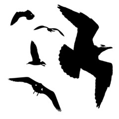 Naklejka premium Seagulls