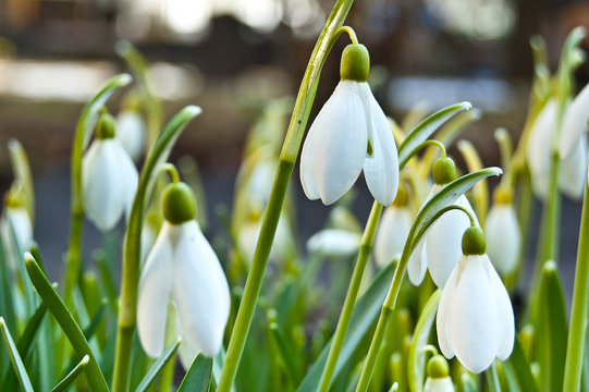 Perce-neige - Galanthus nivalis
