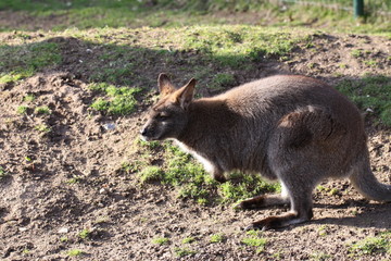 Bennett Känguru in Nahaufnahme