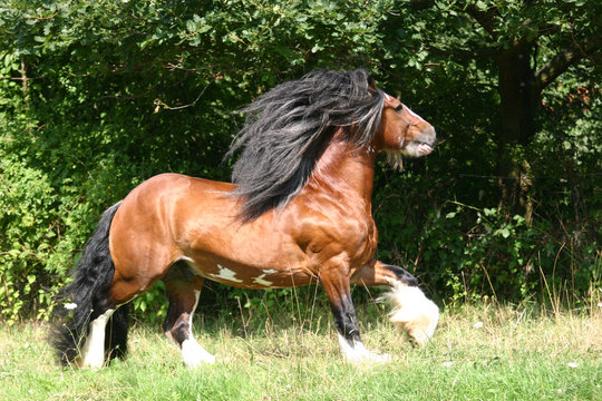 gek&ouml;rter Irish Tinker Hengst Tobie P