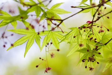 もみじの花