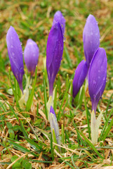 crocuses