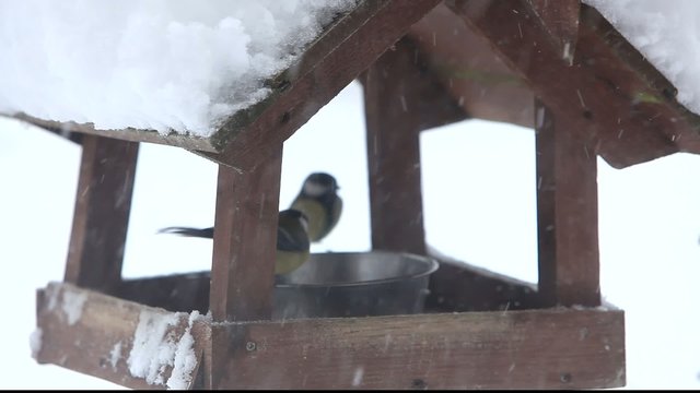 Great and Blue Tits visiting bird feeder in snow storm