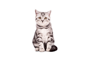 Fototapeta na wymiar Kot brytyjski krótkowłosy