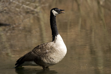 rufende Kanadagans