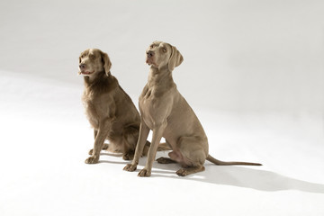 Hund, Weimaraner Langhaar