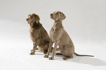 Hund, Weimaraner Langhaar