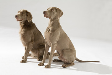 Hund, Weimaraner Langhaar