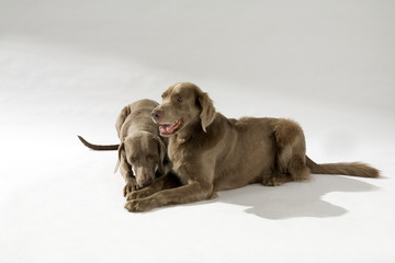 Hund, Weimaraner Langhaar