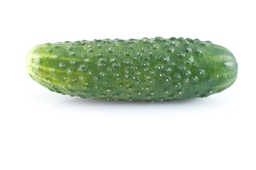 Cucumber