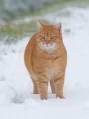 GATTO SULLA NEVE.