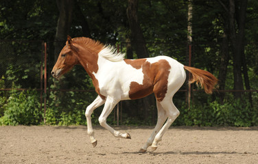 Skewbald foal on gallop