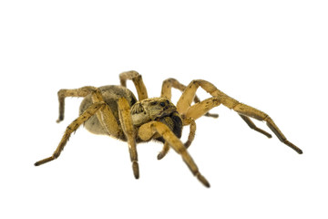 spider isolated on white background close-up