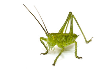 Grasshopper isolated on white