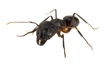 Ant isolated on white