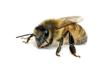 Single Bee isolated on white