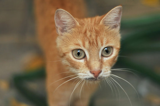 cat