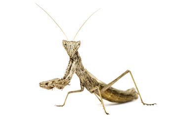 mantis isolated on white background