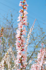 Cherry blossoms with leaves