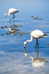 Flamingos at the Altiplano, Bolivia