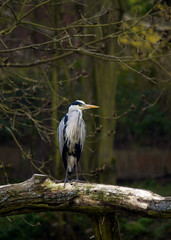 Heron