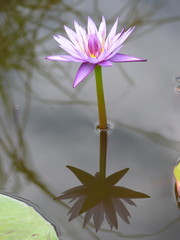 nénuphar rose