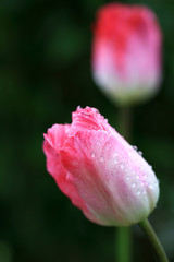 Two pink tulips