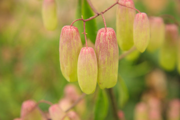 Blume