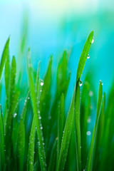Fototapeta na wymiar Świeże zielona trawa