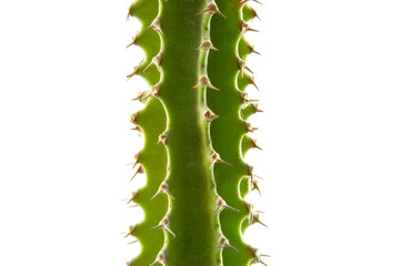 Kaktus