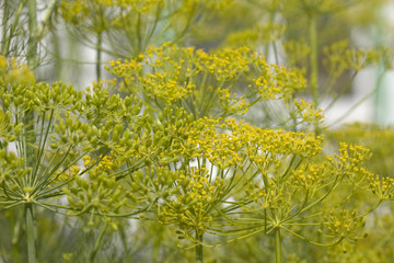 flowering fennel