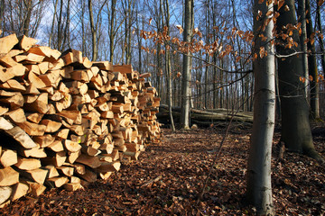 stack of beech firewood in the forest 01