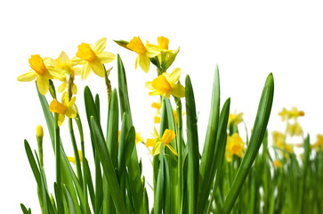 Daffodils isolated on white