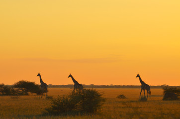 Giraffen im Abendlicht