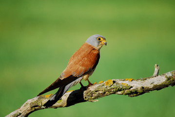 Cernicalo primilla macho