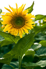 Fototapeta premium In the field of sunflowers