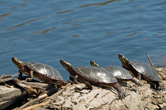 Row of turtles sunning themselves in spring light