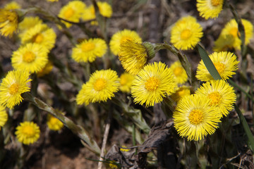 Blossoming coltsfoot (tussilago farfara, foalfoot) background