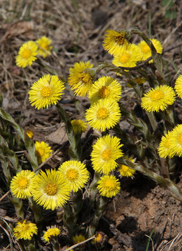 Blossoming coltsfoot (tussilago farfara, foalfoot) background
