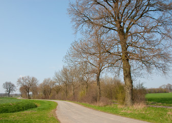 Fototapeta na wymiar Baumreihe in Marschlandschaft im Frühling