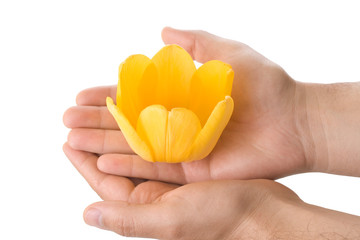 Hand holding an yellow tulip