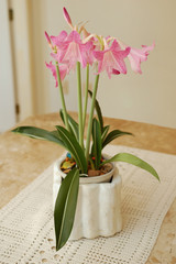 Pink Lirium Plant