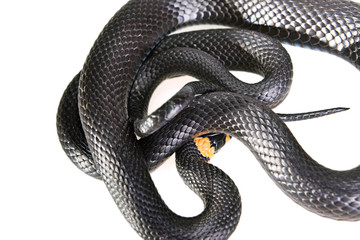 Snake isolated on white background.