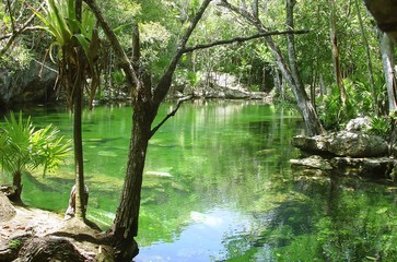 cenote Riviera Maya jungle mayan Quintana Roo