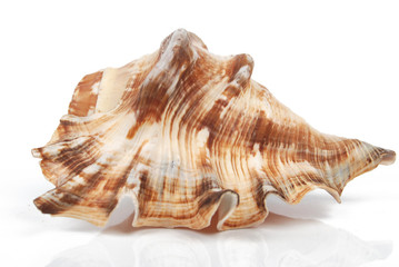 a conch