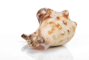a conch
